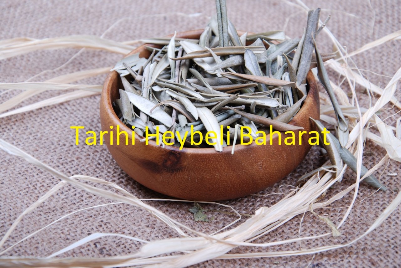 Zeytin Yaprağı - Olive Leaf