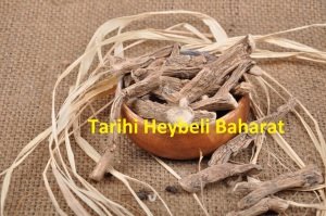 Hazanbel (Eğir Kökü)