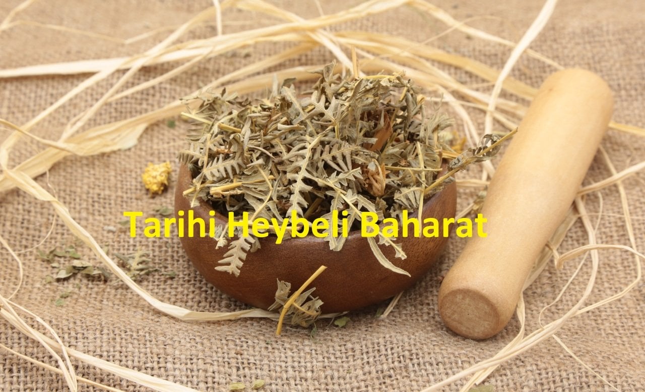 Eğrelti Otu
