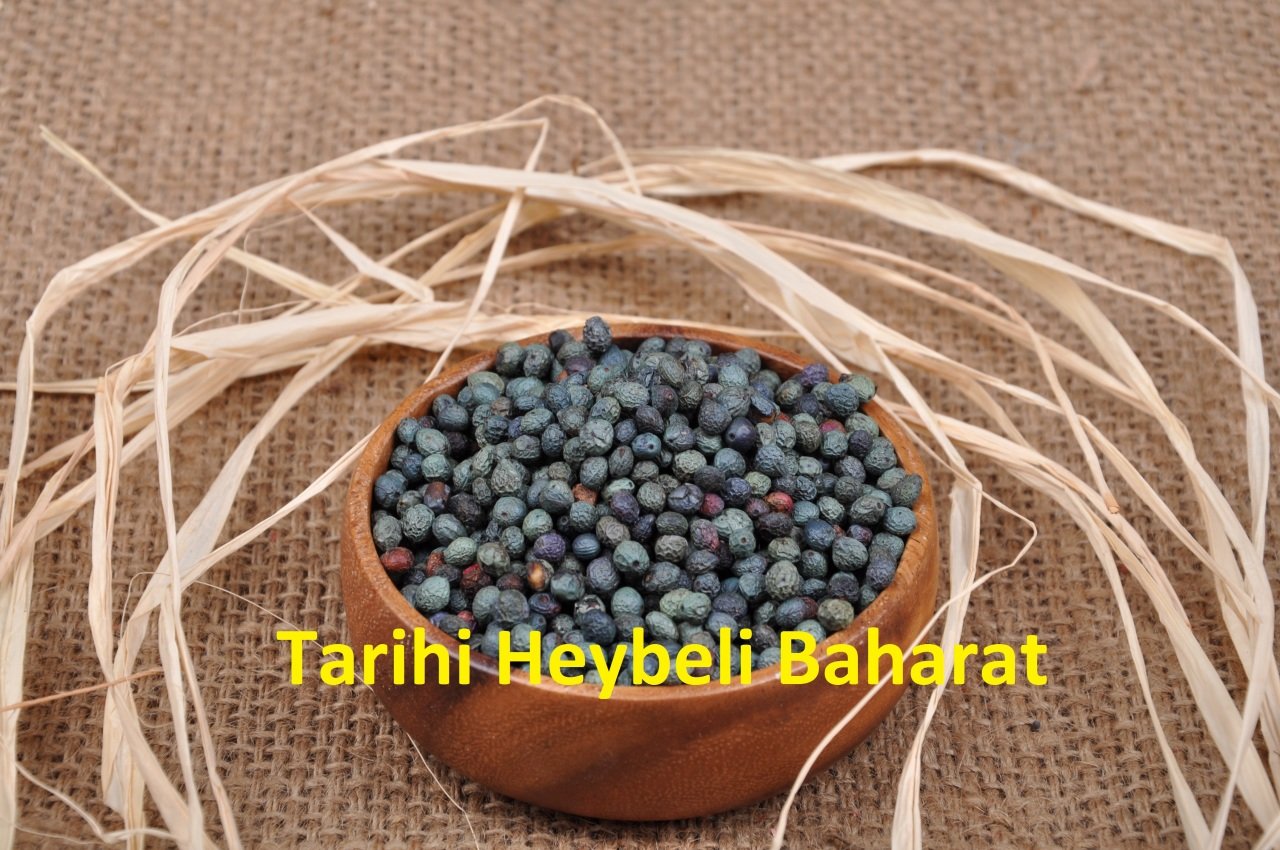 Tane Menengiç - Çedene - Çitlenbik - Çitlembik - Bıttım