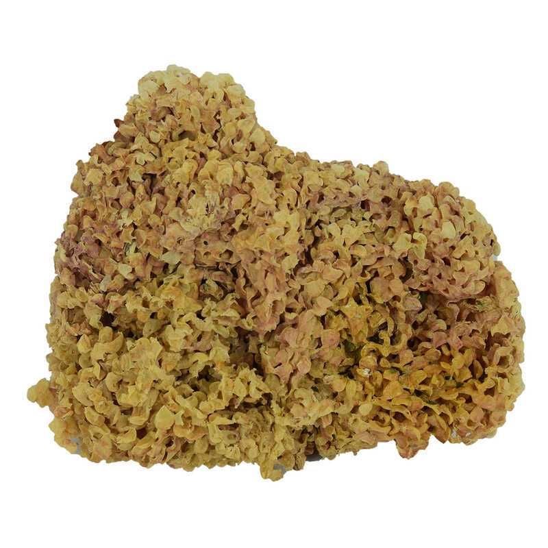 Yerli Deniz Kadayıfı