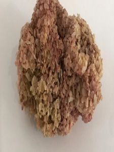 Yerli Deniz Kadayıfı