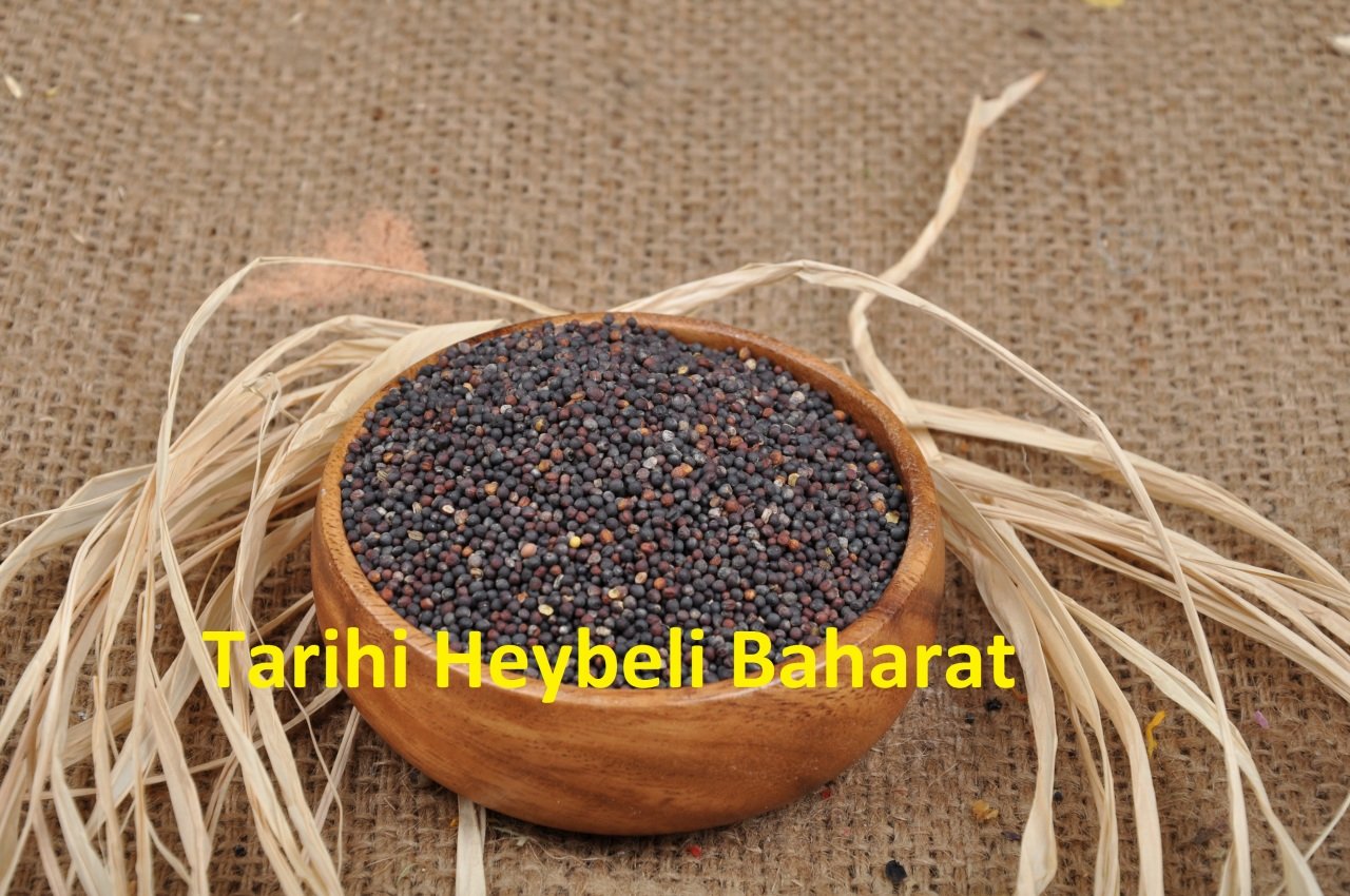 Şalgam Tohumu