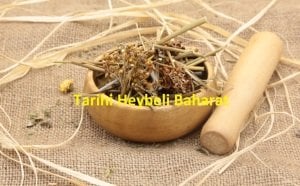 Kayışkıran - Kayış Kıran Otu (Eşek Otu)