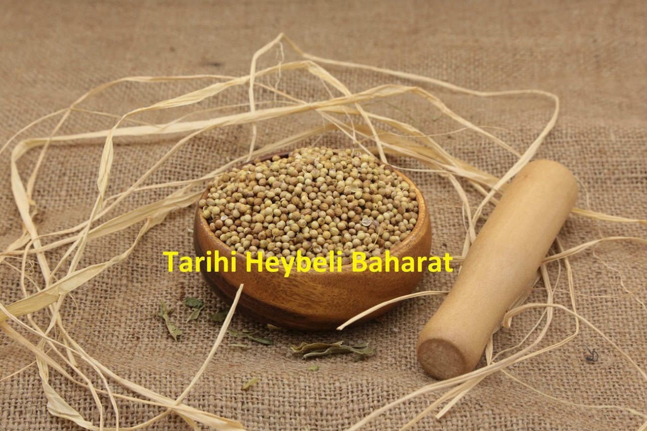 Tane Kişniş Tohumu