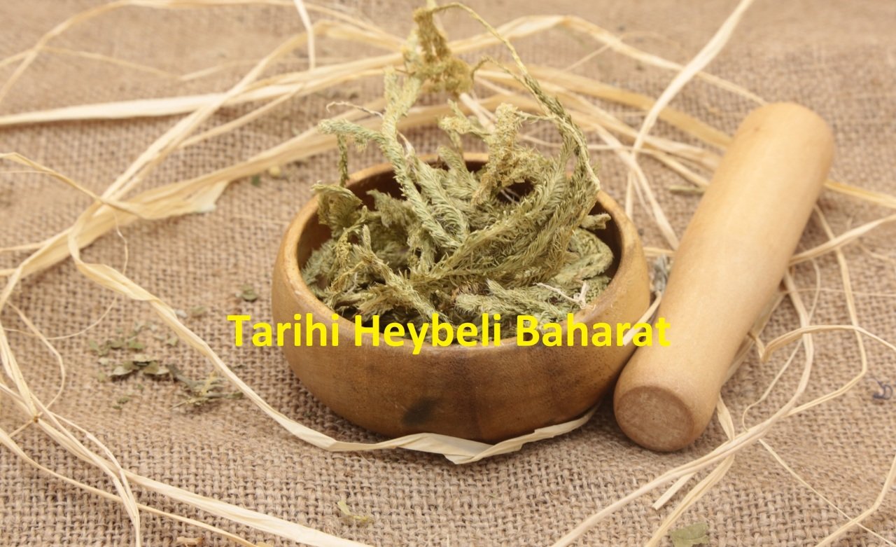 Kurt Pençesi - Solucan Otu