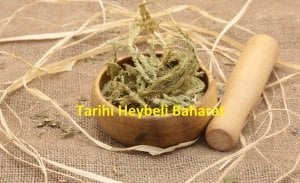 Kurt Pençesi - Solucan Otu