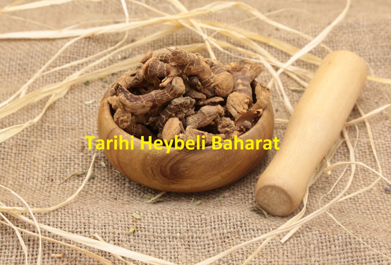 Kök Havlıcan - Tane Havlıcan