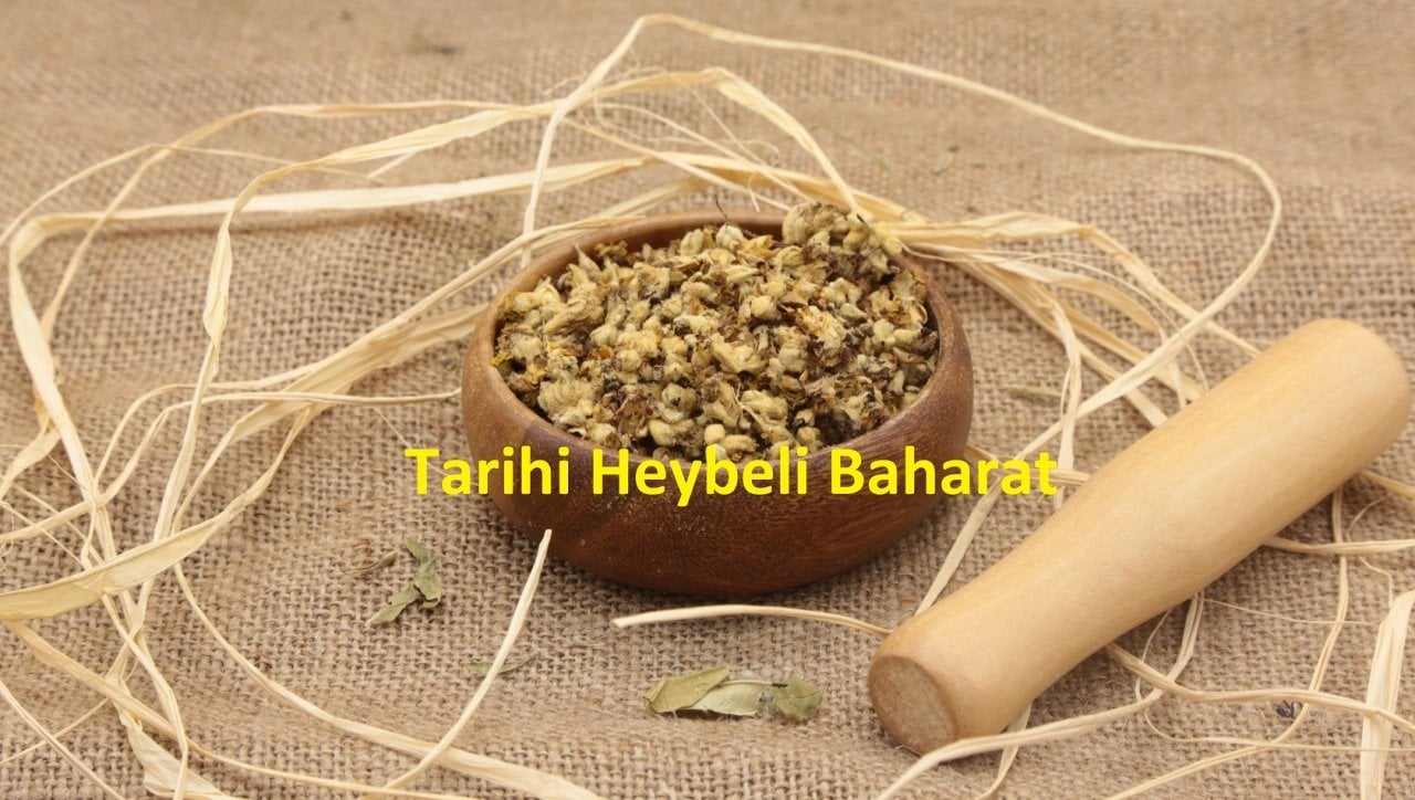 Sığır Kuyruğu Otu