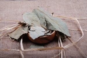 Avokado Yaprağı - Avocado Leaf