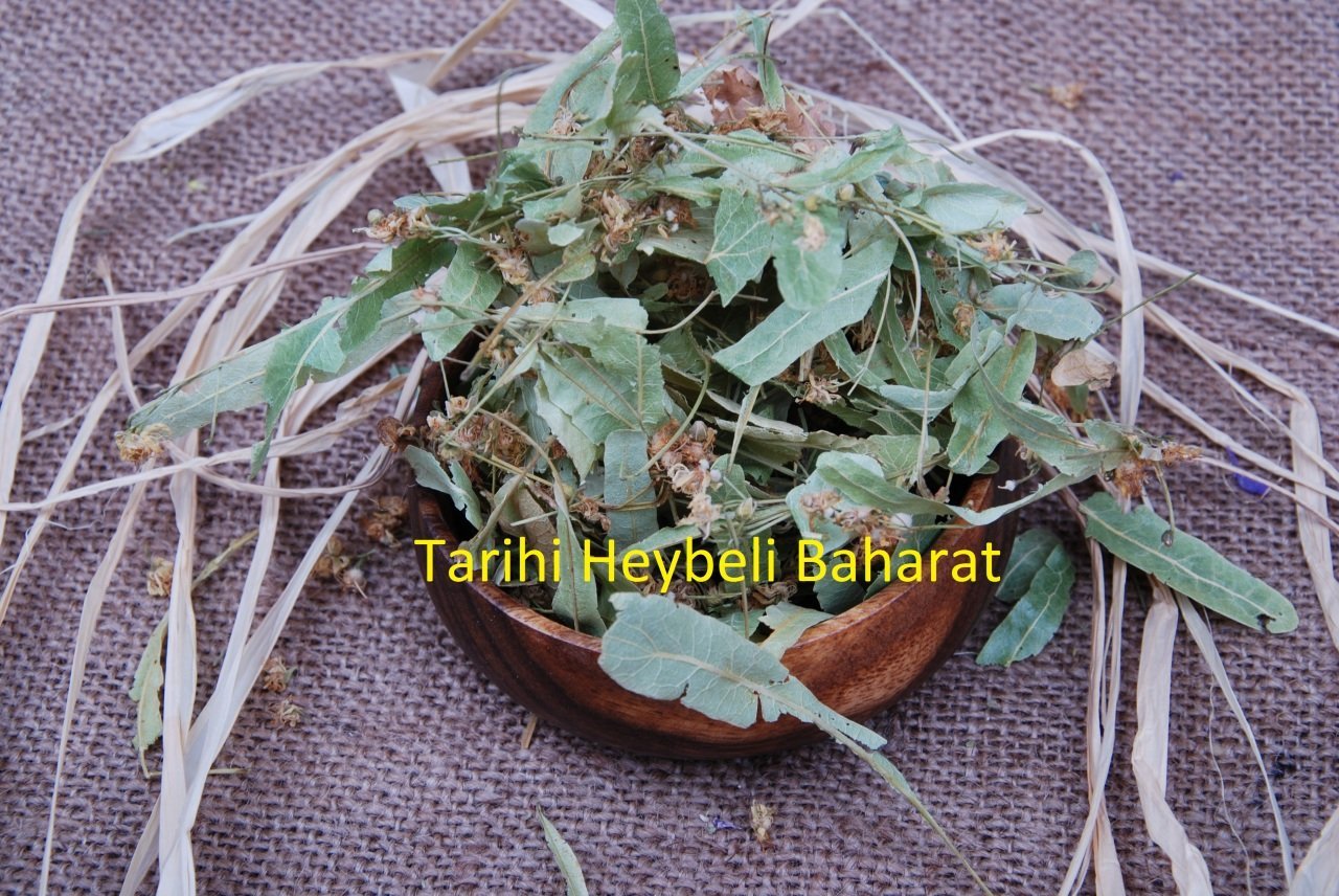 Yaprak Ihlamur